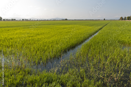 Photo: Riso in Maremma, Toscana Riso in Maremma, Toscana