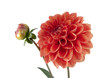 Dahlia