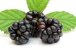 Fruits des bois