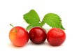 Les prunes sauvages