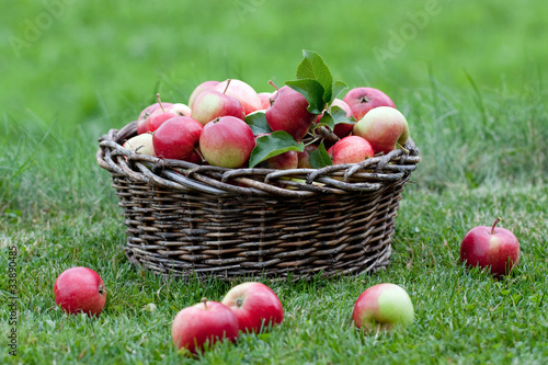 Photo: obstkorb obstkorb