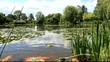 étang et carpes koï