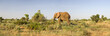 African savannah African savannah