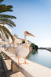 pelican