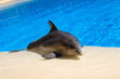 delphin