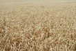wheat field #1