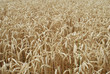 wheat field #2