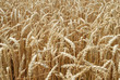 wheat field #3