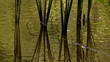 Reed  reflected in water