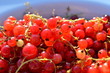 red currant berries