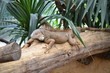 iguana