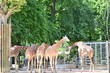 giraffes