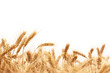 Wheat