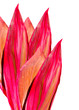 tropical leaves