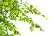 birch branch birch branch