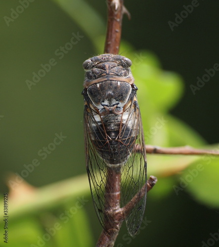 Photo: Cicada on tree Cicada on tree