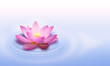 Lotus flower Lotus flower