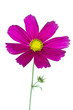 Schmuckkörbchen (Cosmos bipinnatus), freigestellt