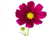 Schmuckkörbchen (Cosmos bipinnatus), freigestellt