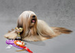 Lhasa Apso dog