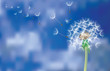 dandelion fly