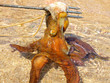 octopus hunting