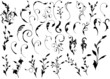 Large Collection Of Flourish Design Elements Large Collection Of Flourish Design Elements