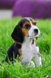 pedigree beagle puppy playing outside in the grass pedigree beagle puppy playing outside in the grass
