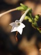 fiore di tabacco - Nicotiana sylvestris
