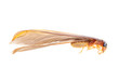 insect termite white ant insect termite white ant