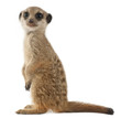 Meerkat or Suricate, Suricata suricatta
