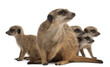 Meerkat or Suricate, Suricata suricatta, mother and her babies