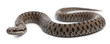 Common European adder or common European viper, Vipera berus