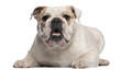 English Bulldog, 8 months old, lying in front of white
