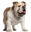 English Bulldog, 11 months old, standing in front of white