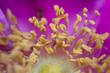Closeup of flower stamen
