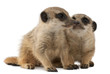 Meerkat or Suricate, Suricata suricatta, mother and her baby