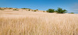 Savane