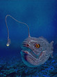 lantern fish