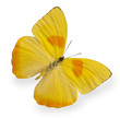 Yellow butterfly isolated on white