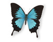 Blue butterfly isolated on white