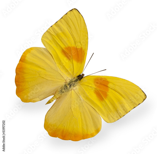 Foto: Yellow butterfly isolated on white Yellow butterfly isolated on white