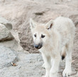 canadian wolf