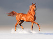 arabian horse in winter
