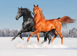 two arab horses in winter