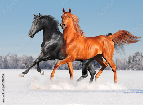 Photo: two arab horses in winter two arab horses in winter