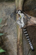Photo: Ring-Tailed Lemur Ring-Tailed Lemur