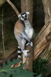 Photo: Ring-Tailed Lemur Ring-Tailed Lemur