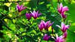 Vegetal Colors