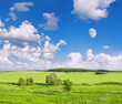 green meadow